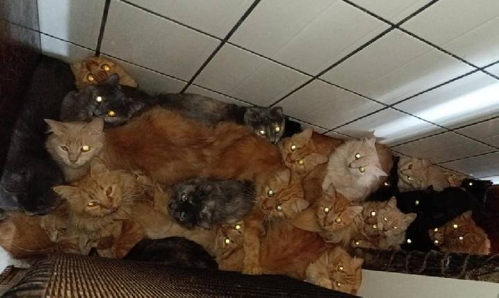 Dona de apartamento com 400 gatos em SC tinha casal de felinos que se reproduziu 'sem controle' ao longo de 10 anos, diz município