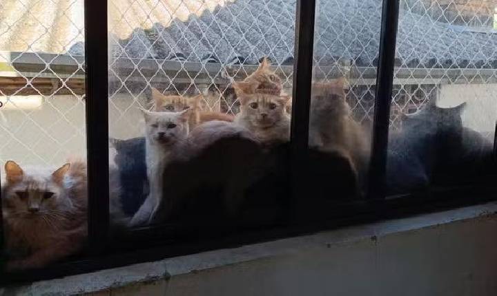 Gatos se 'comprimiam' em janelas, corredores e áreas contaminadas de apartamento de 200 m², diz relatório