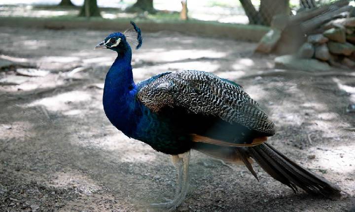 Pavão do Parque Dom José é aposentado e transferido para área protegida