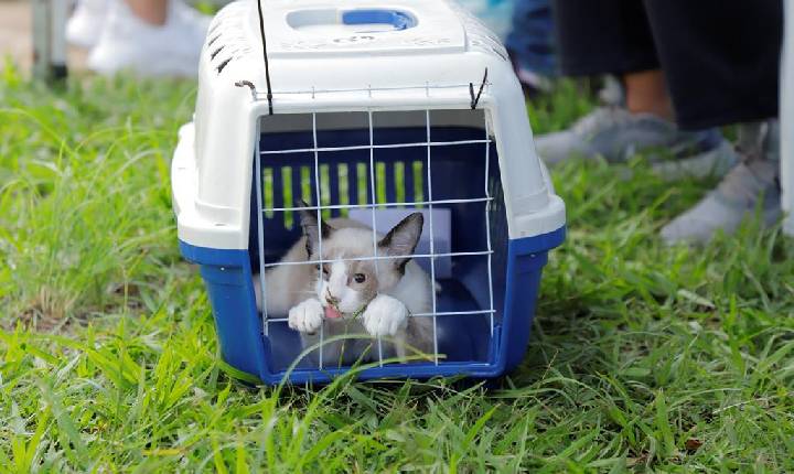 Prefeitura de Barueri abre agenda de castração gratuita para mais de 300 cães e gatos em julho