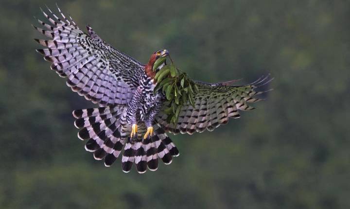 São Paulo relança Guia de Roteiros de Observação de Vida Silvestre e fortalece turismo de natureza