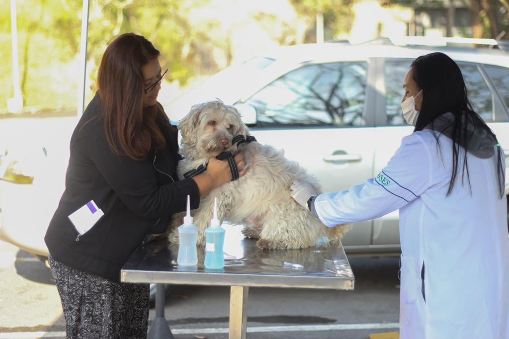 Férias de janeiro é oportunidade para atualizar vacinação de cães e gatos