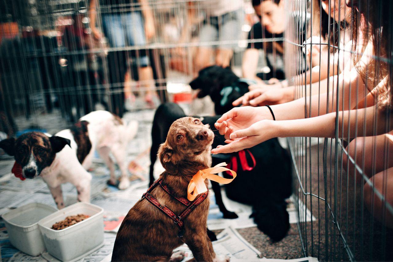 Jandira anuncia nova feira de adoção de animais para este sábado (15)