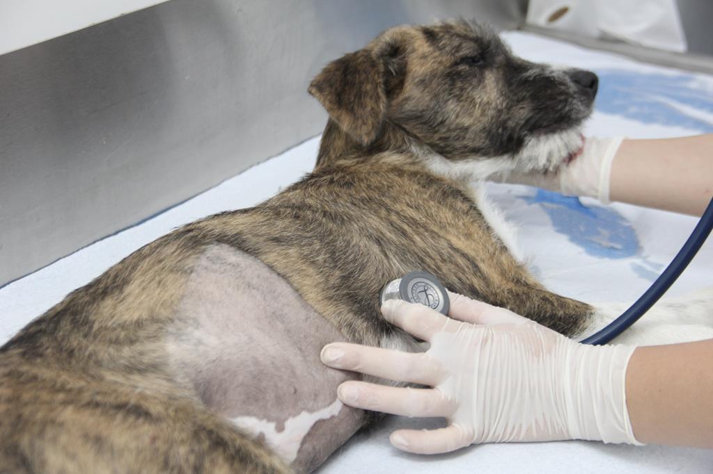 Maio inicia com agendamento de castração gratuita de pets