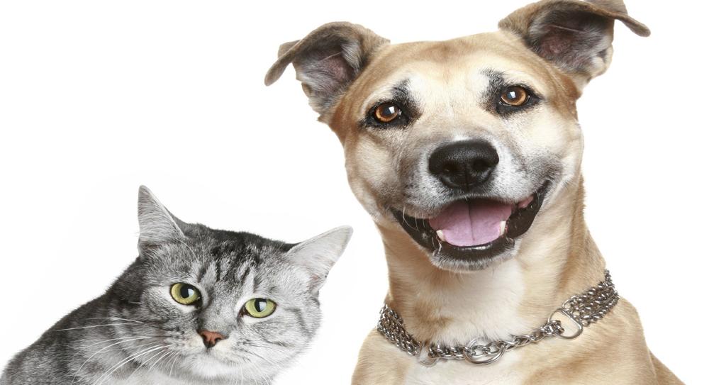 SÁBADO (27/5) TEM FEIRA DE ADOÇÃO DE CÃES E GATOS NO CALÇADÃO