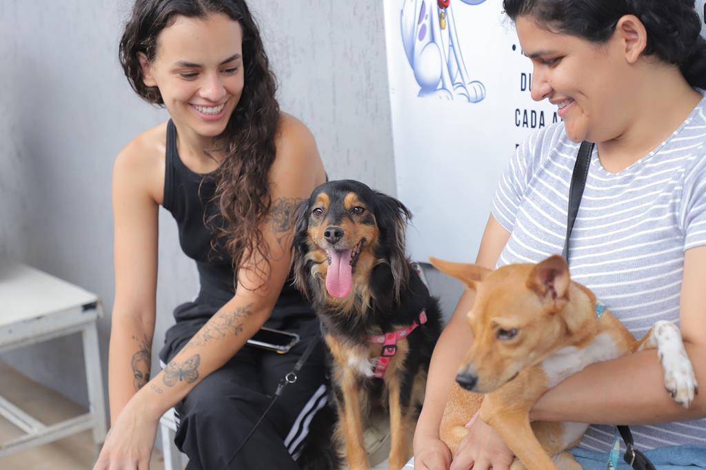 Feiras de adoção de pets para 2024 retornam dia 5 de janeiro