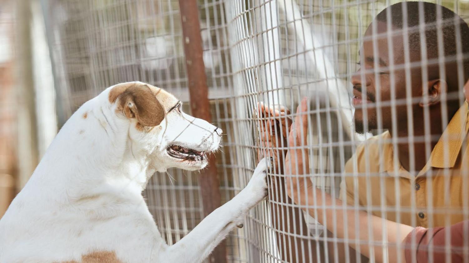 Nova feira de adoção de pets acontece neste sábado (13) em Jandira