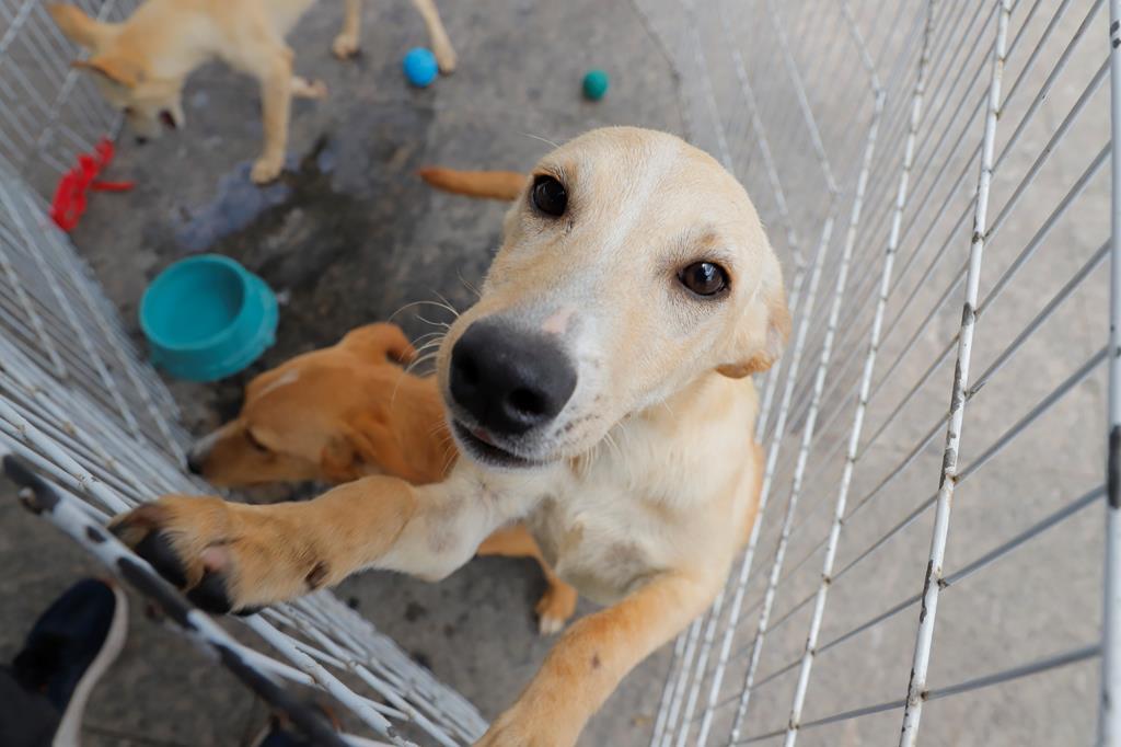 Feiras de adoção de pets começam neste sábado