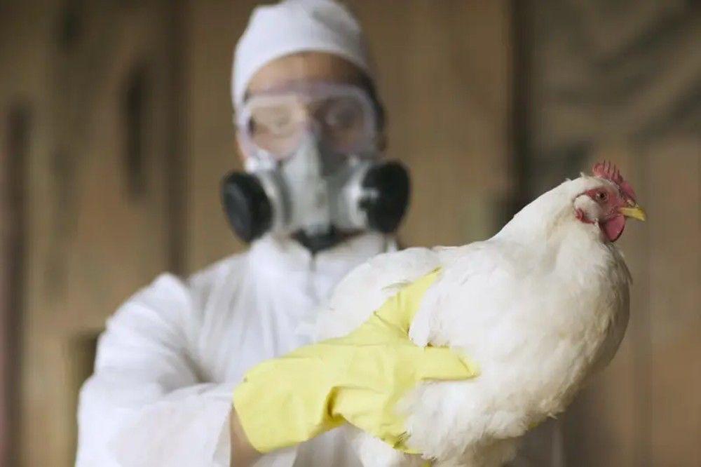 Gripe aviária: por que cientistas alertam que doença pode causar próxima pandemia