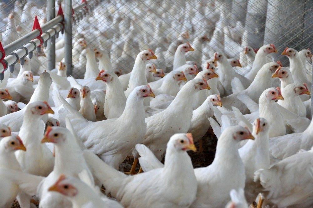 Suspeita de gripe aviária é investigada em SC, e estado proíbe entrada de aves vivas e ovos férteis de cidades do RS