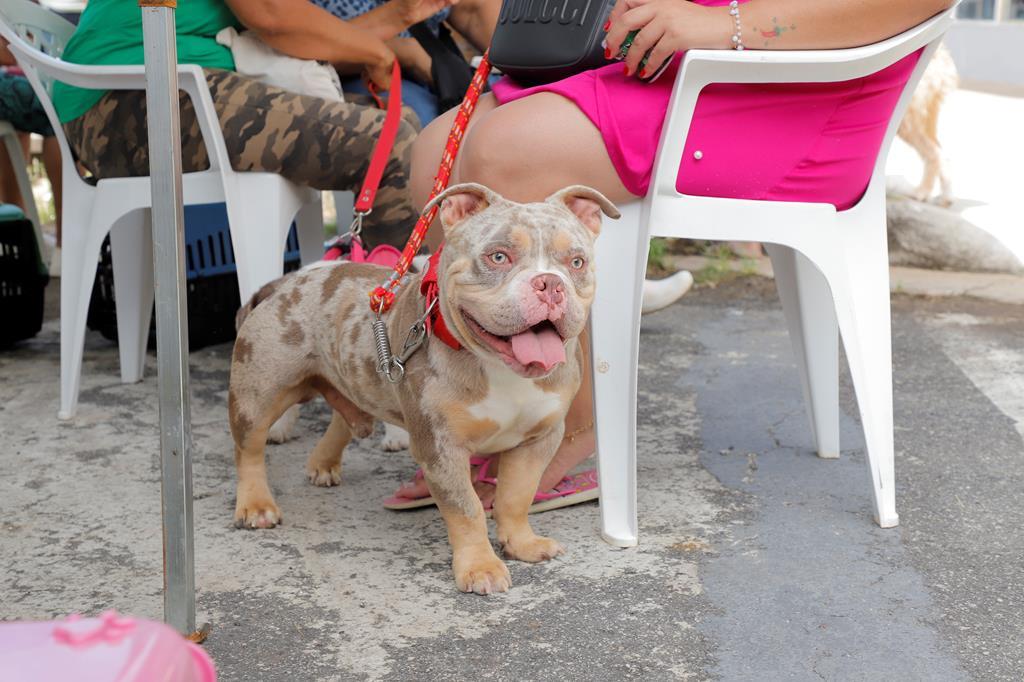 Prefeitura de Barueri abre agendamento de castração para cães e gatos em agosto