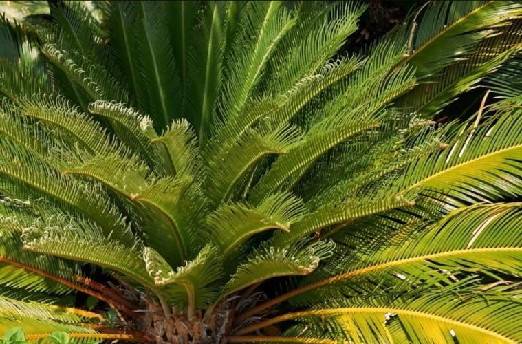 Legislativo aprova texto que proíbe plantas tóxicas em Osasco