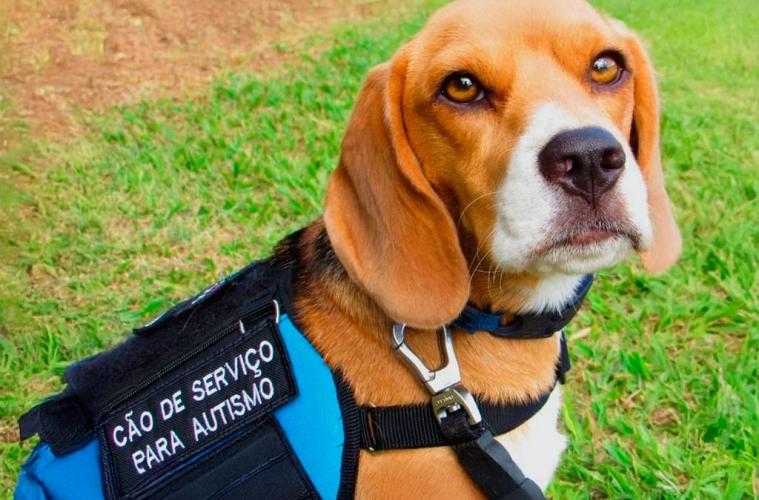 Projeto viabiliza cães de assistência em ambientes de uso coletivo no município