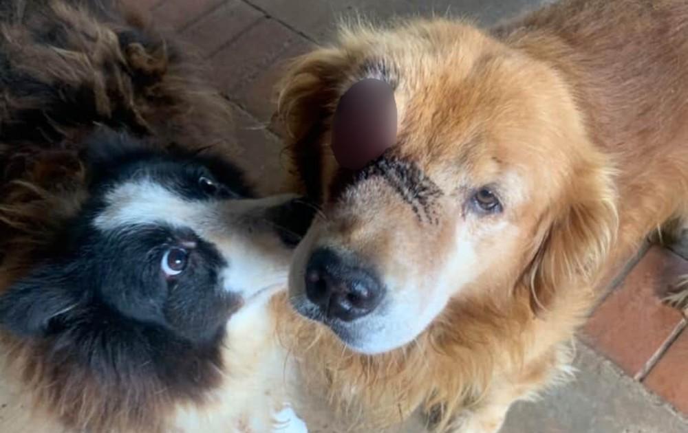 Mulher denuncia maus-tratos contra cães de canil em condomínio de alto padrão em Sorocaba