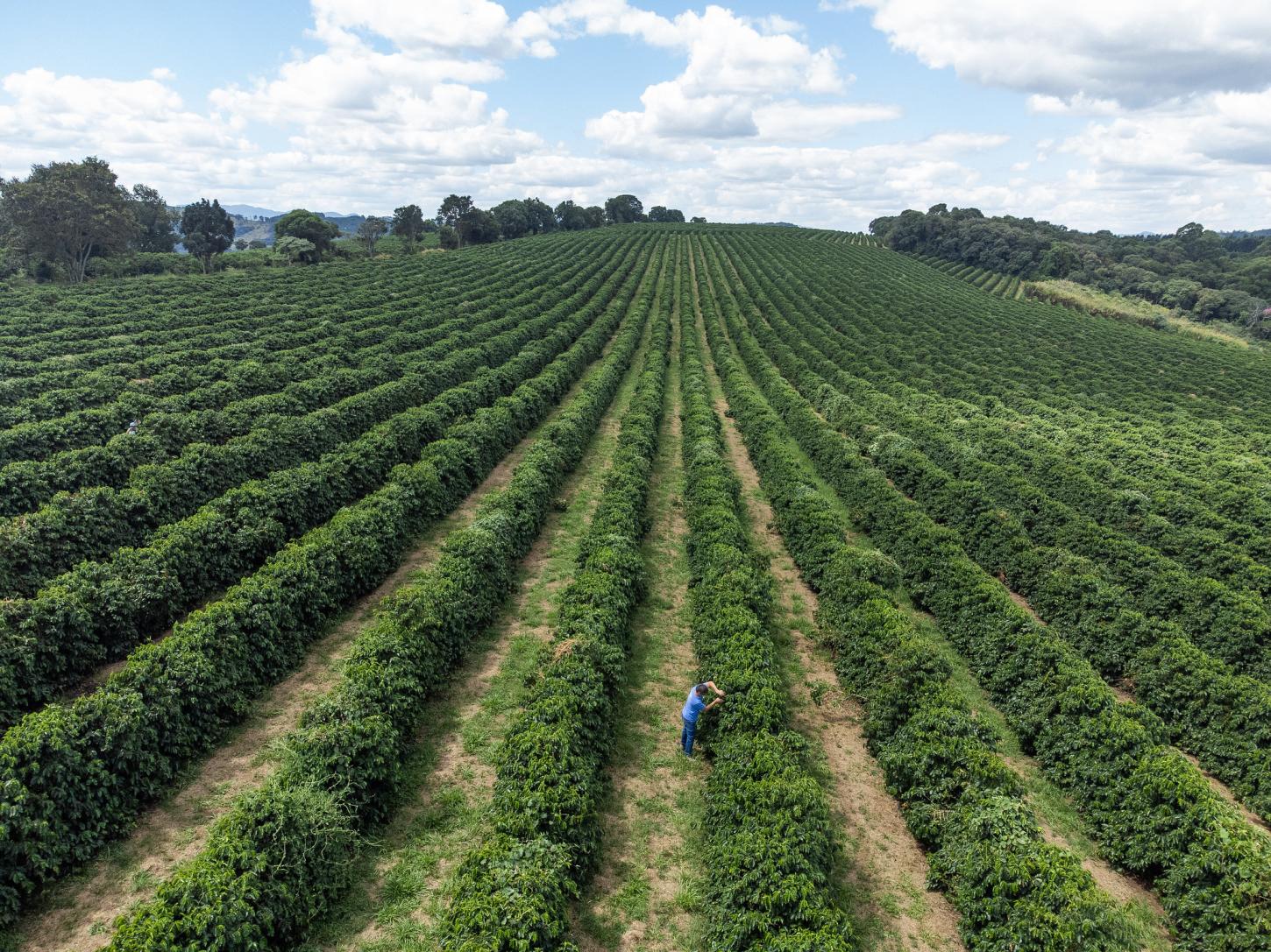 Agrishow 2026: Com o maior crédito rural da história, SP anuncia pacote de R$ 455 mi para o agro paulista