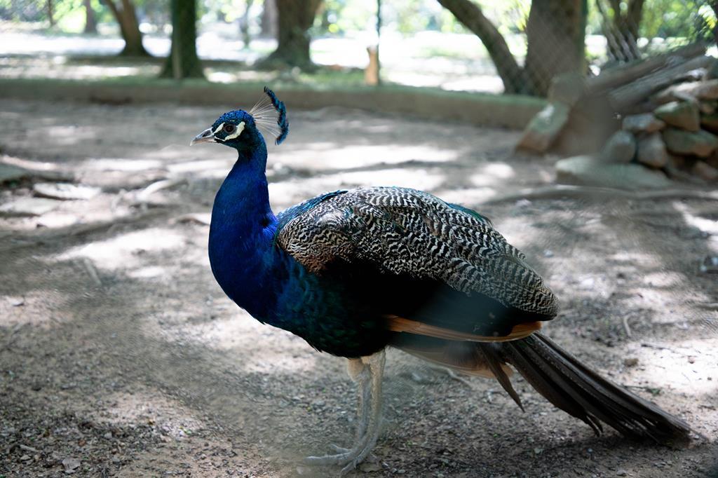 Pavão do Parque Dom José é aposentado e transferido para área protegida