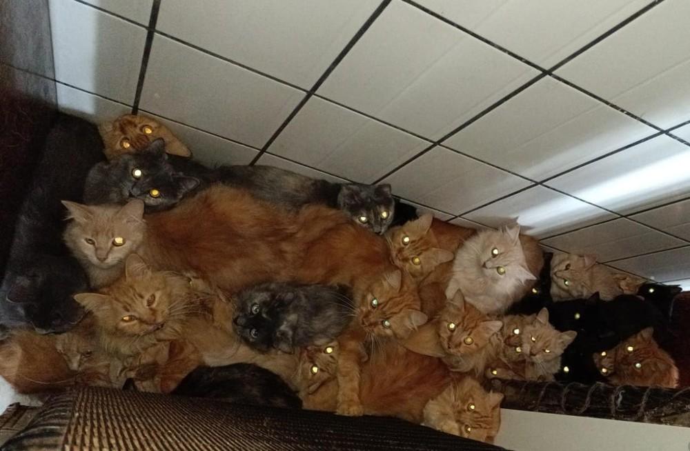 Dona de apartamento com 400 gatos em SC tinha casal de felinos que se reproduziu 'sem controle' ao longo de 10 anos, diz município