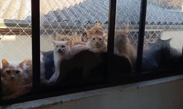 Gatos se 'comprimiam' em janelas, corredores e áreas contaminadas de apartamento de 200 m², diz relatório