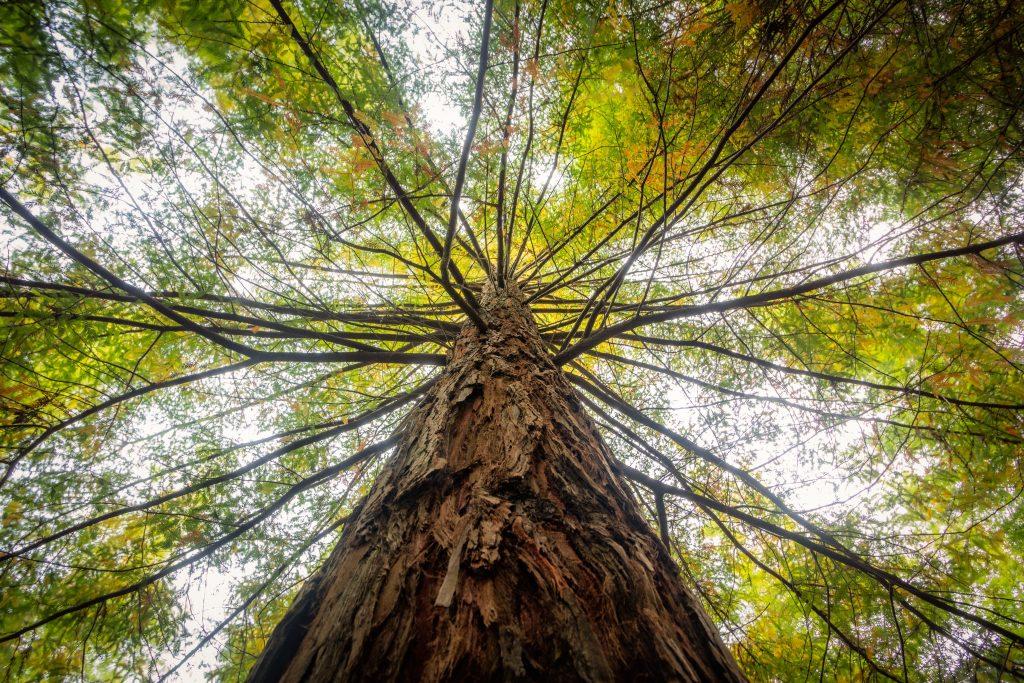 A árvore certa no lugar certo: como a arborização transforma as cidades