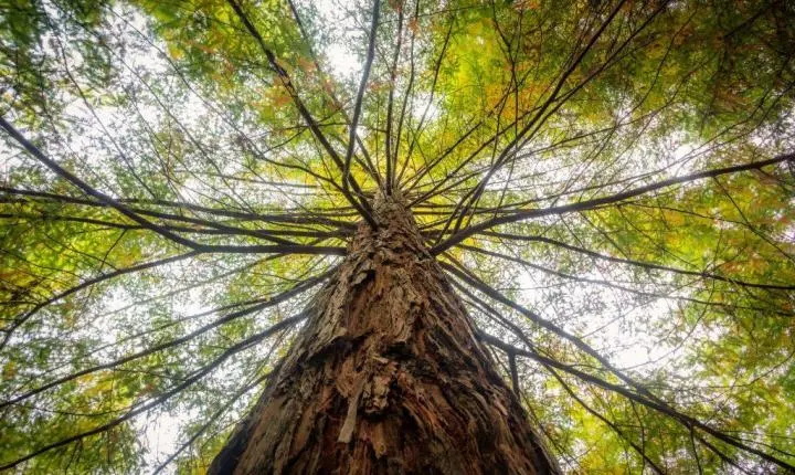 A árvore certa no lugar certo: como a arborização transforma as cidades